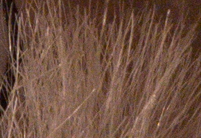 Samsung NX1000: sněhobílý bezdrát