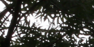 Canon EF-S 18-55mm F3,5-5,6 IS STM