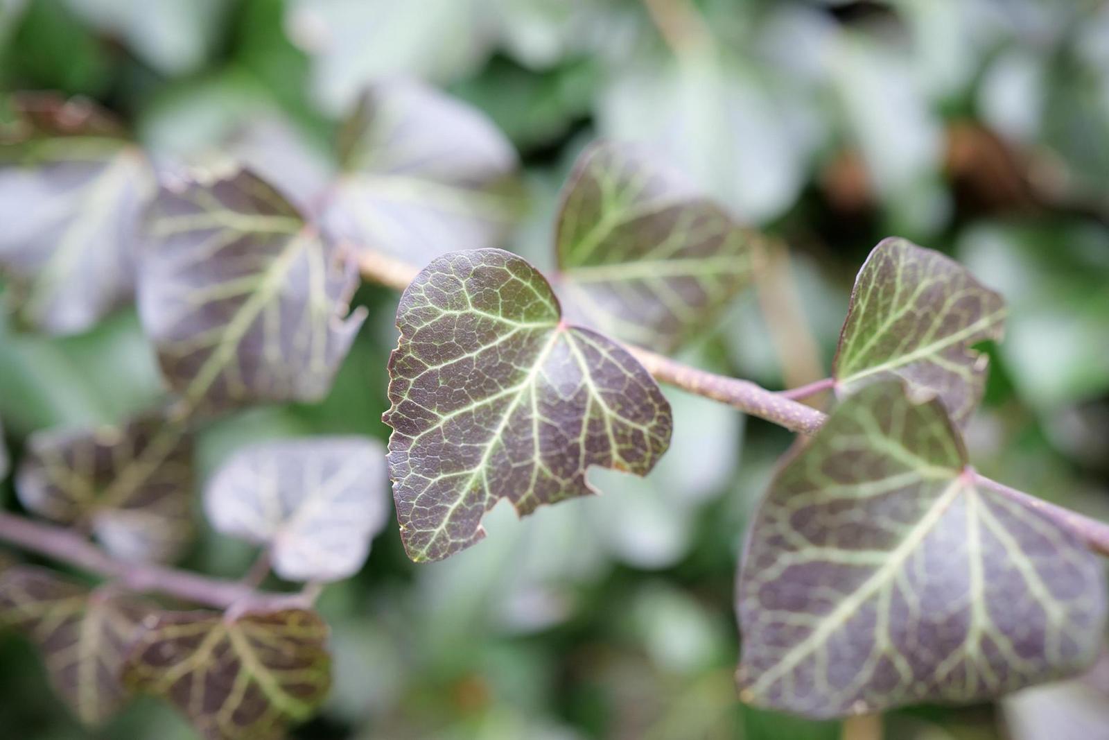 Panasonic Lumix S 35mm F1.8