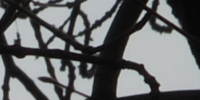 Fujifilm X-S1: jedinečný