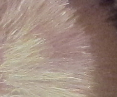 Canon PowerShot SX30 IS: sebevědomý rekordman