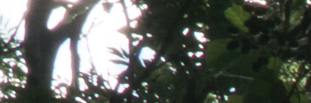 Sony E PZ 18-105mm F4 G OSS (SELP18105G)