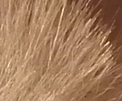 Fujifilm FinePix HS10: ultrazoom roku?