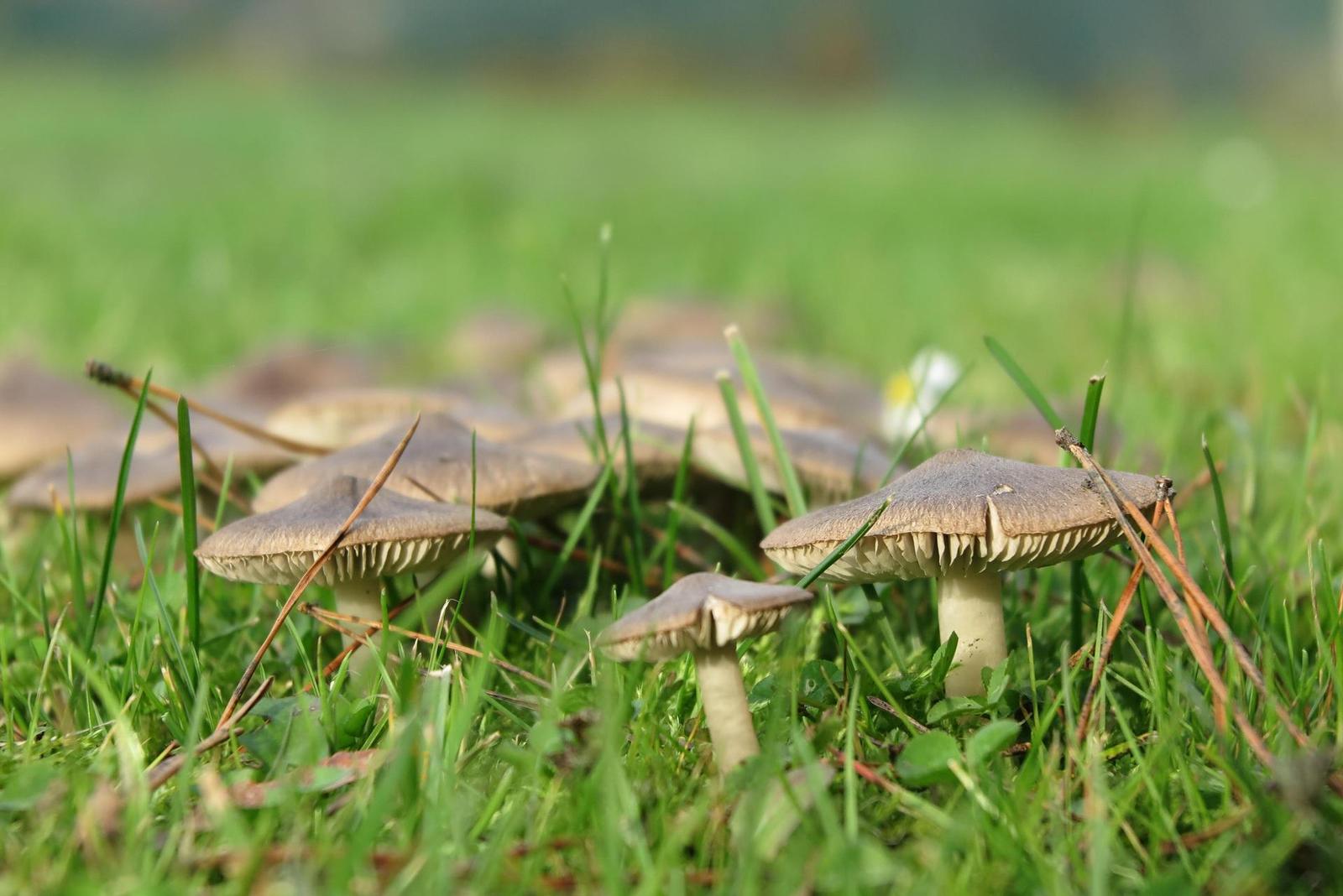 Canon PowerShot G1 X Mark II: významné zlepšení