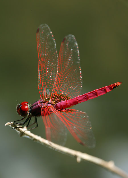 S fotoaparátem po Thajsku: II.