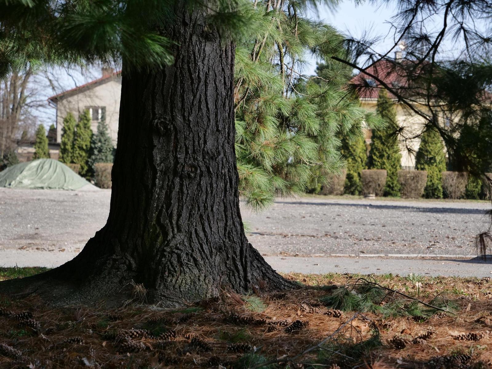 Panasonic Lumix GH5: video-profesionál