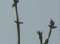 Souboj ultrazoomů: FZ5, Z5 a Z740