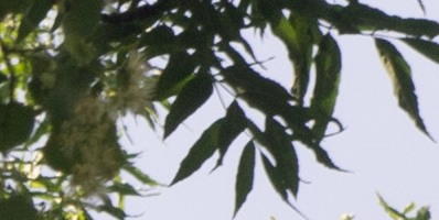 Helios-44M 58mm F2.0 (M42)