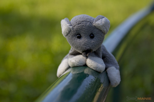 Fotíme s Koalou: Zoom a perspektiva