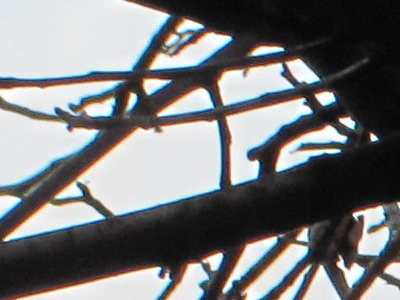 Canon PowerShot SX120 IS: zraje jako víno