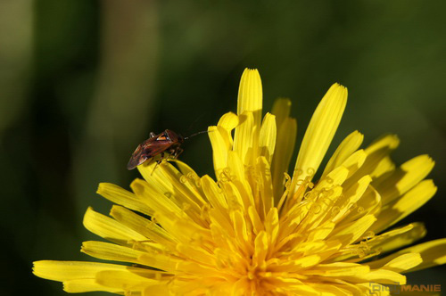 Sony SLT-A33: přesvědčivý revolucionář