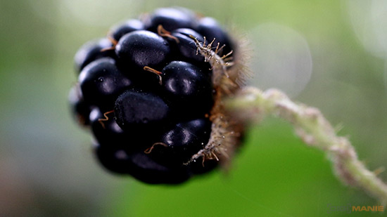 Canon EF-M 28mm f/3.5 Macro IS STM