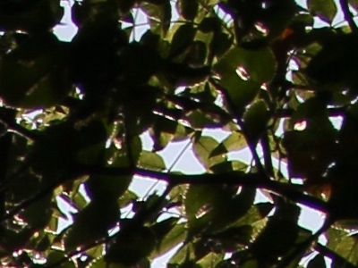 Canon EOS 550D: třídní premiant