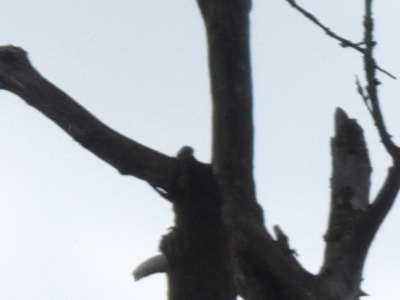 Samsung EX1: příjemné překvapení