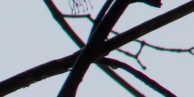 Nikon AF-S NIKKOR DX 55-300mm 1:4.5-5.6G ED VR