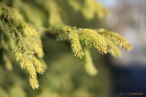 Srovnávací test pevných 50mm objektivů