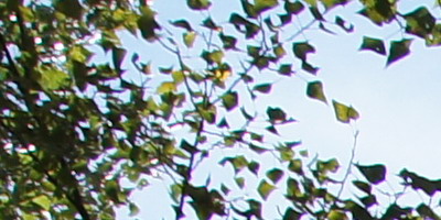 Sony SAL-1855 (DT 18-55mm F3,5-5,6 SAM)