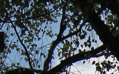 Canon EF-S 18-55mm F3,5-5,6 IS II