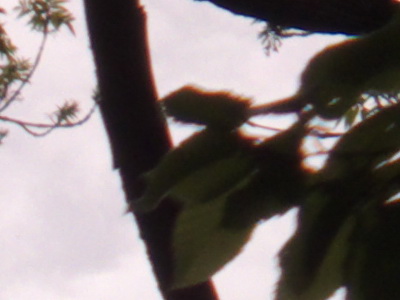 Fujifilm FinePix HS10: ultrazoom roku?