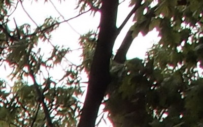 Olympus M.Zuiko Digital 17mm F2,8 Pancake