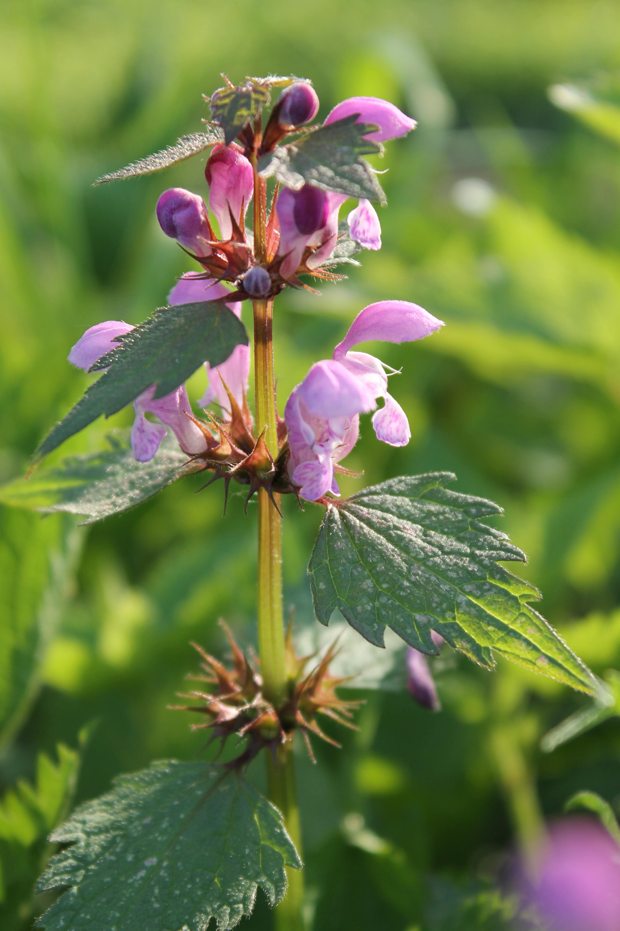 Canon EOS 1100D: vstup do světa DSLR