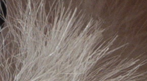 Sony Cyber-shot RX100 III (RX100M3): superSony