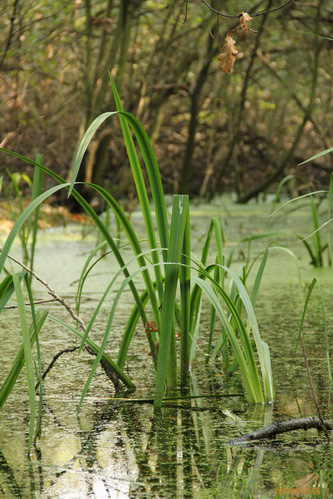 Canon EOS 550D: třídní premiant