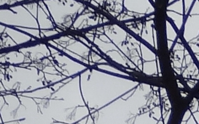 Sony Cyber-shot HX20V: umí snad všechno