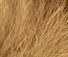 Samsung NX100: "zrcadlovka" do kapsy