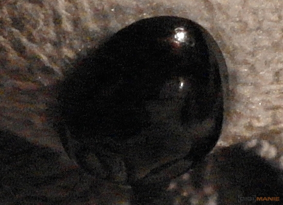 Fotíme s Koalou: Rozlišení a megapixely!