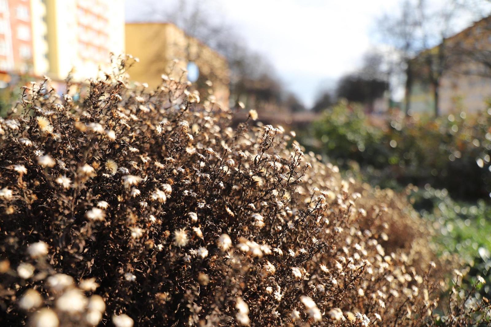 Canon EF 24-105mm 1:3.5-5.6 IS STM