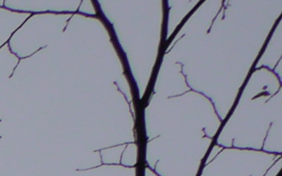 Panasonic LUMIX G VARIO 7-14mm F4.0