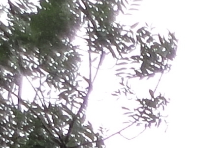 Sony Cyber-shot W350: šikovný prcek