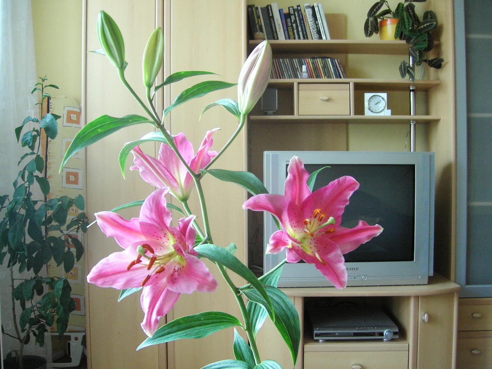 Finecam SL400R: rotující čtyřmegapixelová krasavice