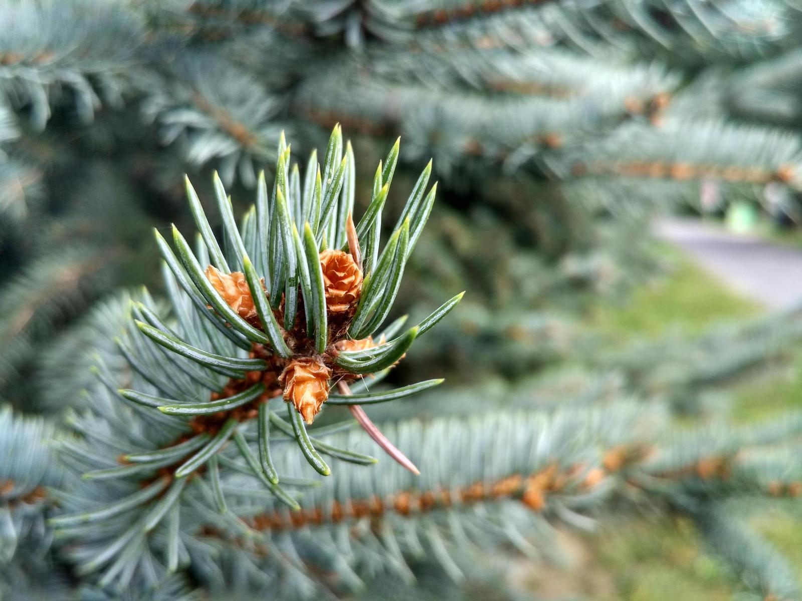 Kompakt nebo smartphone? Co za 4500 Kč fotí lépe?