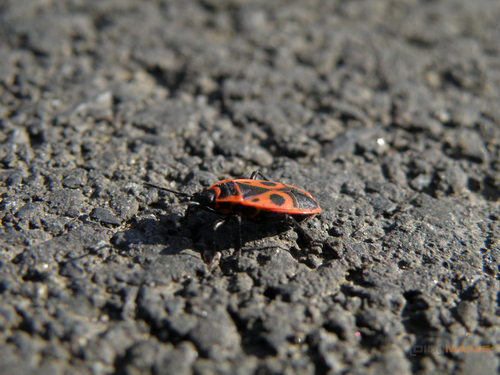 Olympus SP-570UZ: uspěje první 20× ultrazoom v testu?