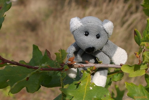 Fotíme s Koalou: Hloubka ostrosti