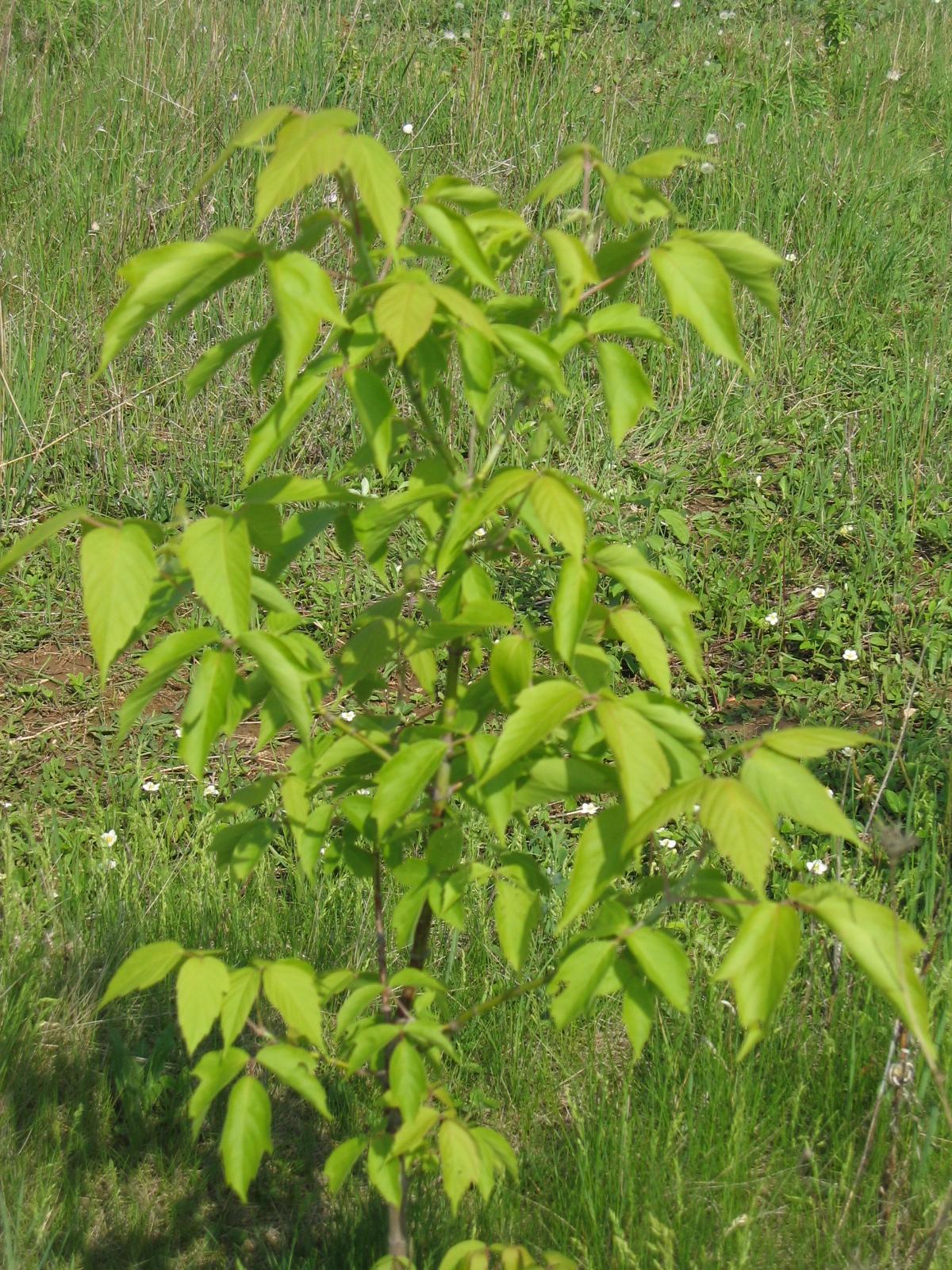 Canon PowerShot S50: Pětimilionový foťák!