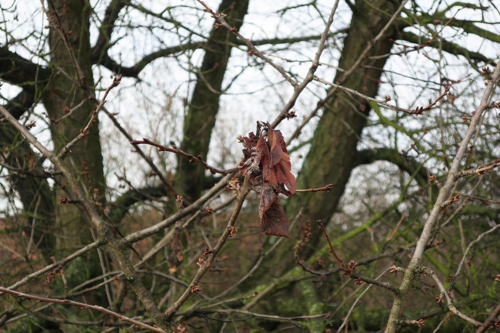 Canon PowerShot G9 X vs Sony Cyber-shot RX100