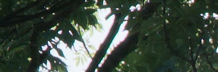 Sony E PZ 18-105mm F4 G OSS (SELP18105G)