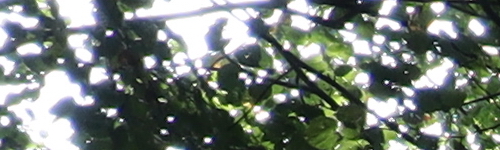 Canon EF-M 28mm f/3.5 Macro IS STM