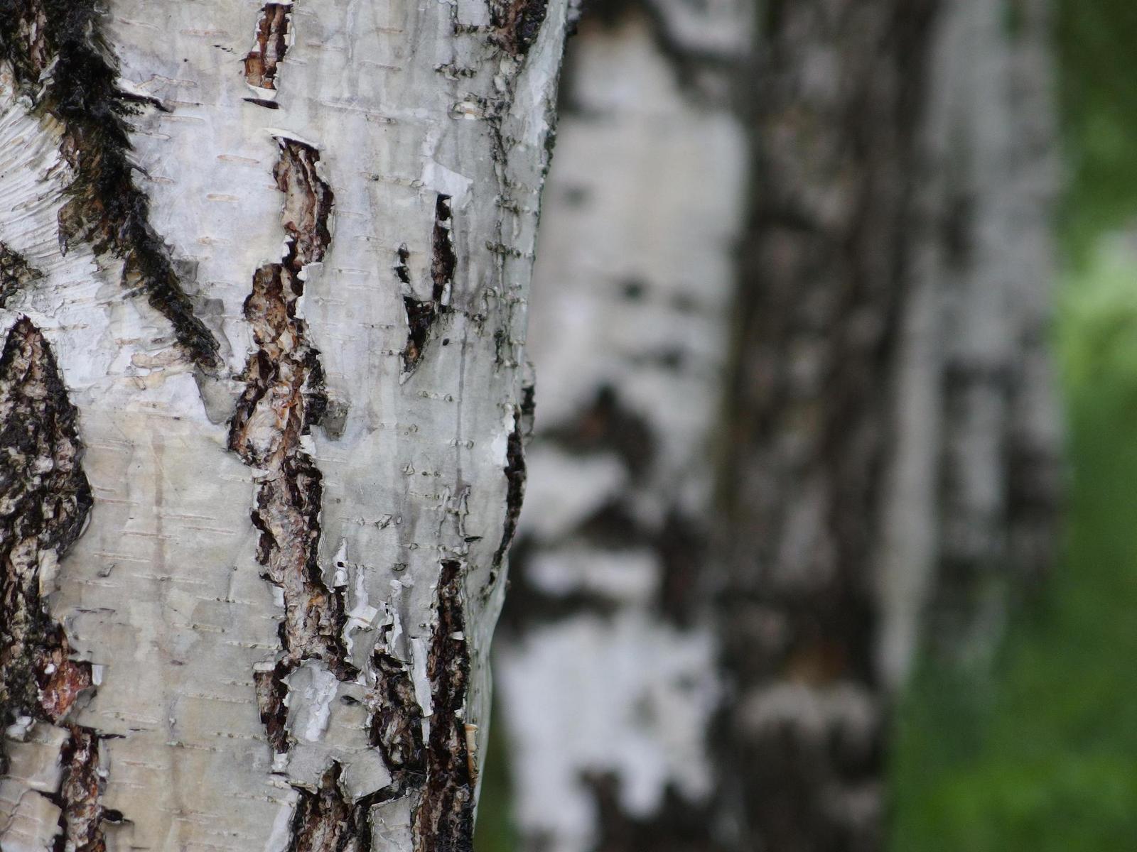 Olympus Stylus XZ-2: jednoduše skvělý