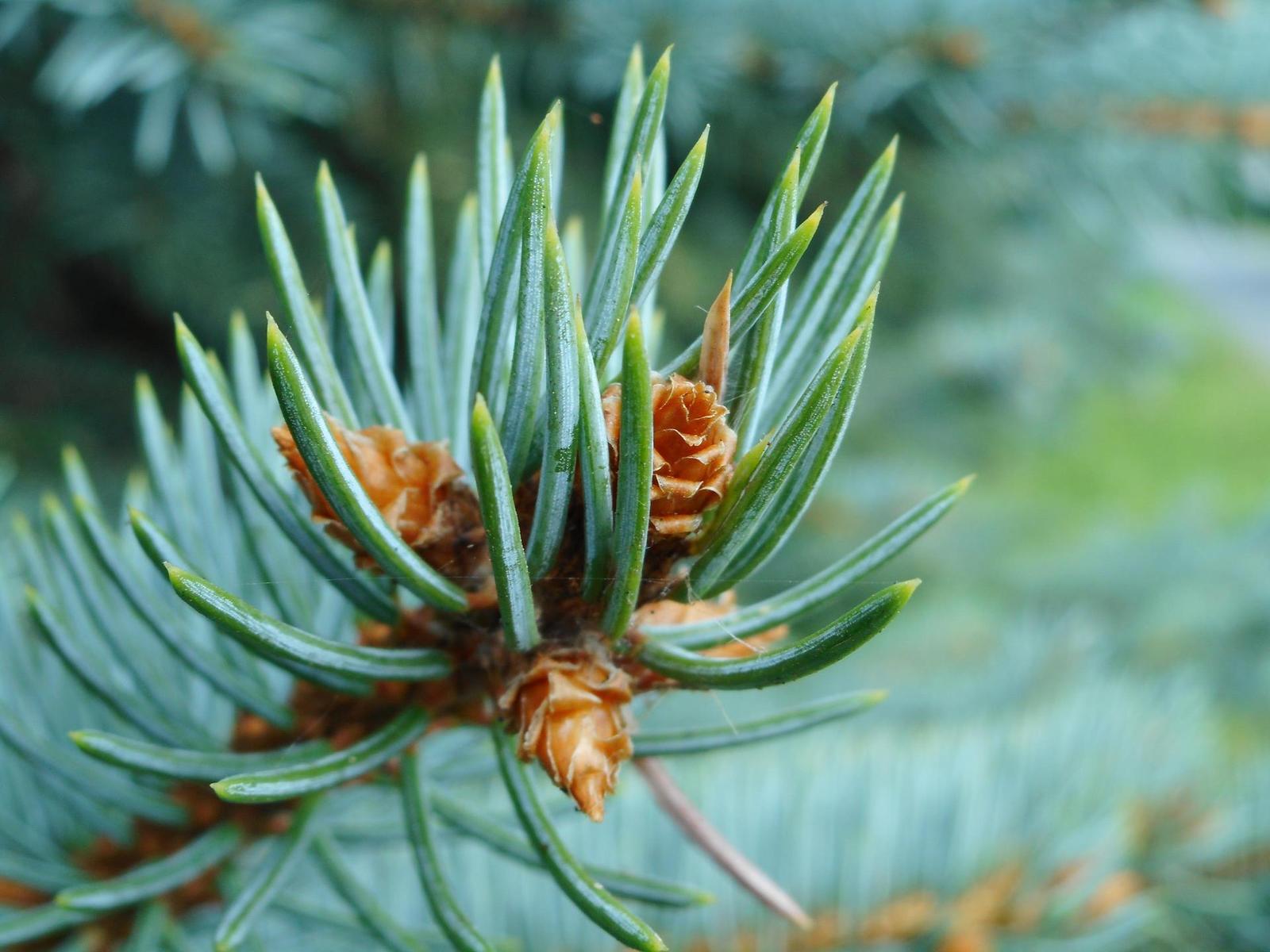 Kompakt nebo smartphone? Co za 4500 Kč fotí lépe?