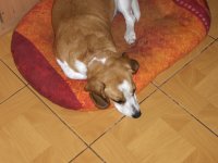 Photosmart R967: Překvapivě šikovné hápéčko