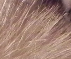 Nikon Coolpix P100: nejrychlejší ultrazoom