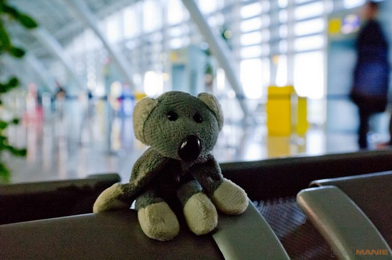 Koala na brněnském letišti
