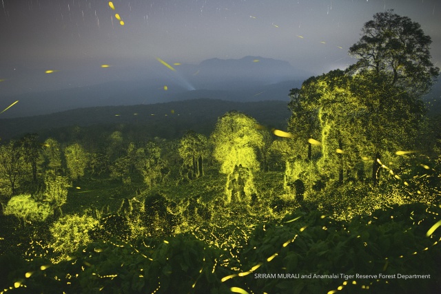 Světlušky v Anamalai Tiger Reserve