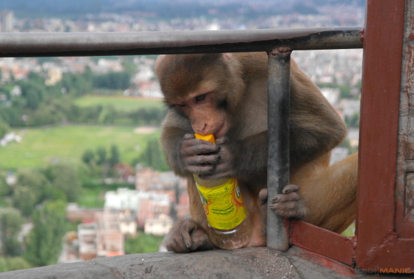 Opice v chrámu Swayambhunath