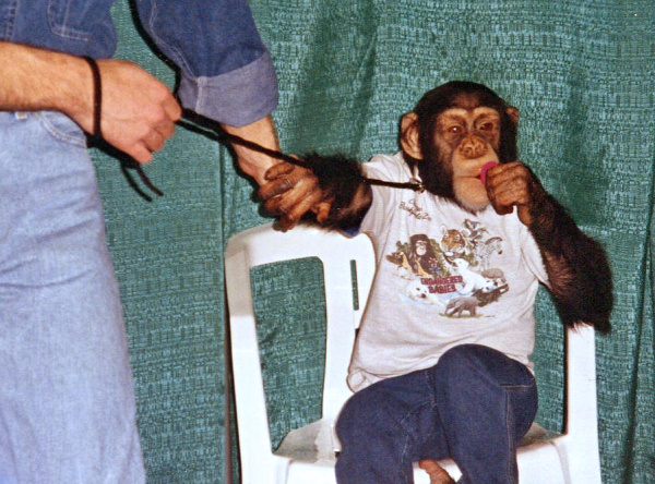Šimpanz v oblečení