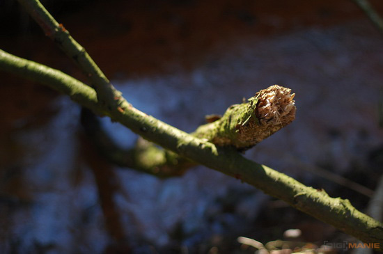 Olympus OM Zuiko 50mm F1.4 protisvětlo 5 s přicloněním